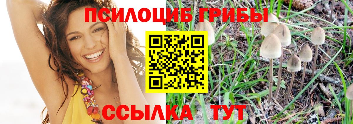 Галлюциногенные грибы Psilocybine cubensis Ишим